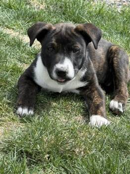Rescue Pit Bull Terrier Dogs for Adoption in Colorado Springs, Colorado - Daisy (Blair) | PetCurious
