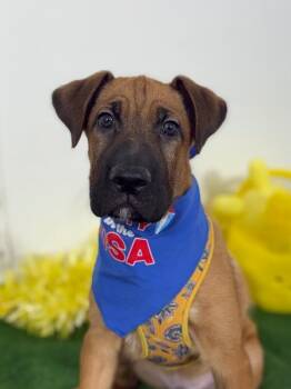 Belgian Shepherd Malinois and Labrador Retriever Dogs Available for Adoption in Carlsbad, California - Louie | PetCurious