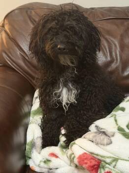 Sammy Sam Sam -  Goldendoodle Dog Available for Adoption in Yukon, Oklahoma - Sammy Sam Sam | PetCurious