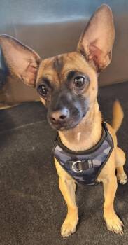 Rescue Chihuahua Dogs for Adoption in La Verkin, Utah - Carlos | PetCurious