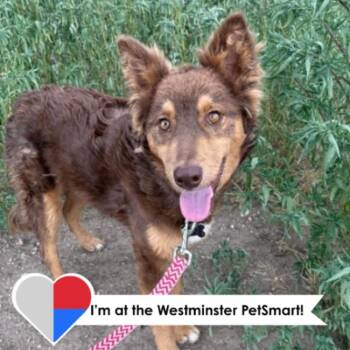 Renlivia -  Australian Shepherd and Husky Dog for Adoption in Fort Collins, Colorado - Renlivia | PetCurious