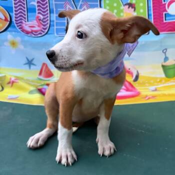 Boxer Dogs Available for Adoption in Aledo, Texas - Rosie | PetCurious