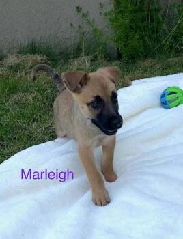 Australian Shepherd Dogs Available for Adoption in Newport, Kentucky - Marleigh | PetCurious