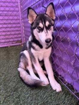 Princess -  Siberian Husky and Mixed Breed Dog for Adoption in El Paso, Texas - Princess | PetCurious