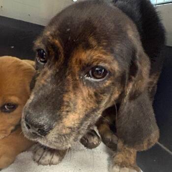 Mixed Breed Dogs Available for Adoption in Hamilton, Georgia - Rihanna 1363 | PetCurious