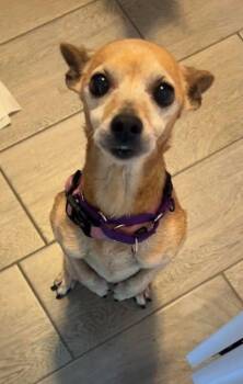 Daisy -  Chihuahua Dog for Adoption in Virginia Beach, Virginia - Daisy | PetCurious