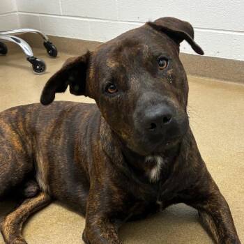 Titus -  American Staffordshire Terrier and Mixed Breed Dog for Adoption in Corpus Christi, Texas - Titus | PetCurious