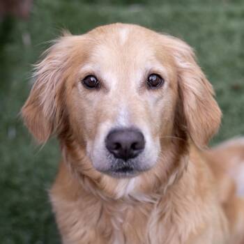 Golden Retriever Dogs Available for Adoption in Carlsbad, California - Bella The Golden  | PetCurious