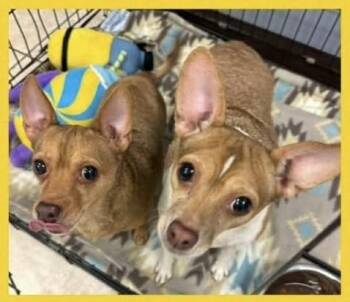 Chihuahua Dogs Available for Adoption - Razzle | PetCurious