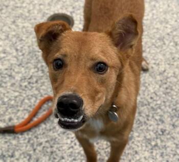 Nancy -  Labrador Retriever Dog for Adoption in Golden, Colorado - Nancy | PetCurious
