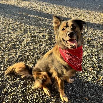 Gemma -  German Shepherd Dog Dog for Adoption in Olympia, Washington - Gemma | PetCurious