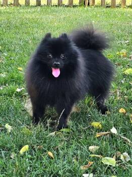 Kai -  Pomeranian Dog for Adoption in Lebanon, Pennsylvania - Kai | PetCurious