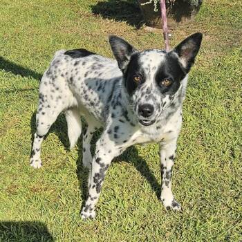 CARMELITA -  Australian Cattle Dog Blue Heeler Dog for Adoption in Camarillo, California - CARMELITA | PetCurious