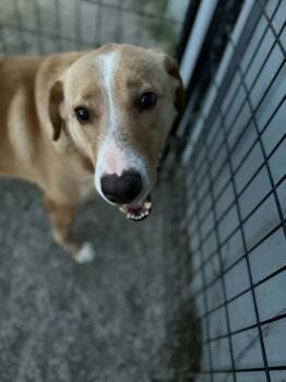 Hound Dogs Available for Adoption in Evansville, Indiana - June Bug | PetCurious