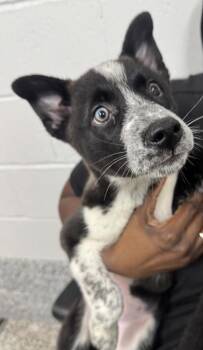 Siberian Husky and Mixed Breed Dogs Available for Adoption in West Chester, Pennsylvania - Everest | PetCurious