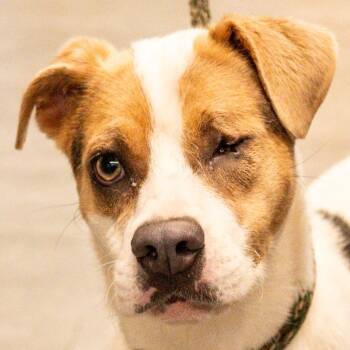 Jane -  Mixed Breed Dog for Adoption in Kennebunk, Maine - Jane | PetCurious