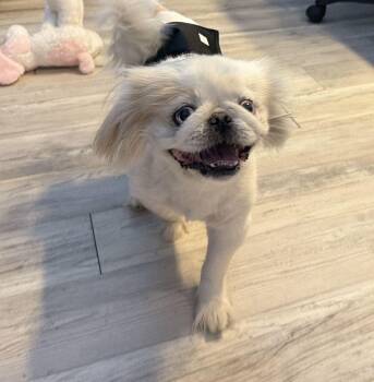 Sterling -  Pekingese Dog for Adoption in Canutillo, Texas - Sterling | PetCurious
