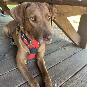 Mona -  Labrador Retriever and Vizsla Dog for Adoption in Pass Christian, Mississippi - Mona | PetCurious