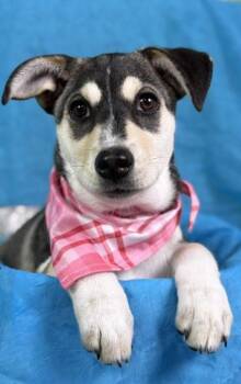 Rescue Husky and Shepherd Dogs for Adoption in Hondo, Texas - Lani -No Mama. No Home. Just A Junkyard And A Worker Who Said, " | PetCurious