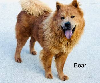 Rescue Chow Chow Dogs for Adoption in Lucas, Texas - Bear | PetCurious