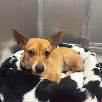 Chihuahua Dogs Available for Adoption in Wilmington, Delaware - Princesa (Bonded With Kiwi) | PetCurious