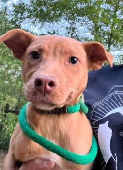 Mixed Breed Dogs Available for Adoption in Acworth, Georgia - Dolly | PetCurious