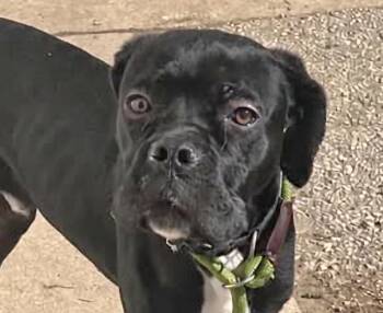 Louie -  Cane Corso Dog for Adoption in Euclid, Ohio - Louie | PetCurious
