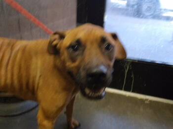PIXIE -  Black Mouth Cur and Mixed Breed Dog for Adoption in Tulsa, Oklahoma - PIXIE | PetCurious