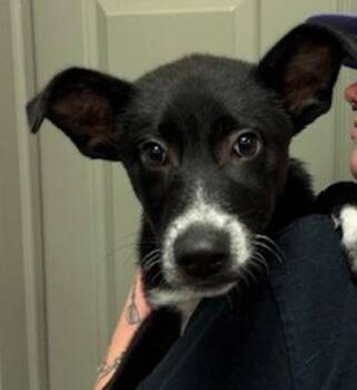 Border Collie and Australian Cattle Dog Blue Heeler Dogs Available for Adoption in Littleton, Colorado - Atreus | PetCurious