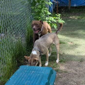 JR - Foster -  Mixed Breed Dog for Adoption in Walker, Michigan - JR - Foster | PetCurious
