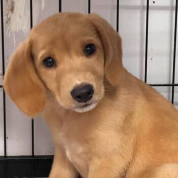 CT Bonnie -  Hound and Mixed Breed Dog for Adoption in Stormville, New York - CT Bonnie | PetCurious