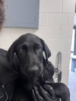 SEAN -  Labrador Retriever Dog for Adoption in San Bernardino, California - SEAN | PetCurious