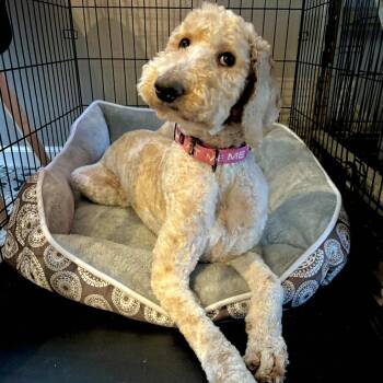 Labradoodle Dogs Available for Adoption - Momo | PetCurious
