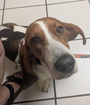 Tiana & Daisy -  Basset Hound Dog for Adoption in Auburndale, Florida - Tiana & Daisy | PetCurious