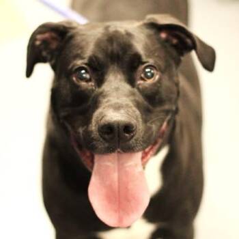 26-00729 -  Black Labrador Retriever Dog for Adoption in Fredericksburg, Virginia - 26-00729 | PetCurious