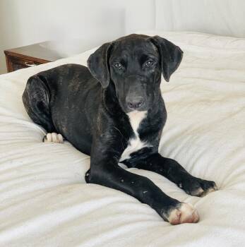 Amazing Nyx -  Presa Canario Dog for Adoption in Burlington, North Carolina - Amazing Nyx | PetCurious
