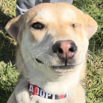 Rescue Black Labrador Retriever and Mixed Breed Dogs for Adoption in Laredo, Texas - Blinky | PetCurious