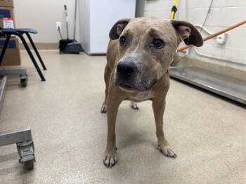 MAYMAY -  American Staffordshire Terrier and Mixed Breed Dog for Adoption in Grand Prairie, Texas - MAYMAY | PetCurious