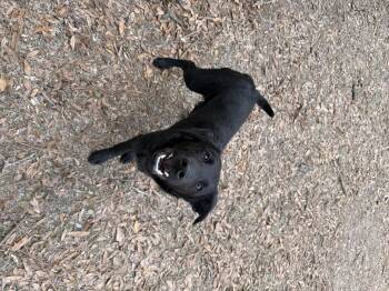 Shepherd Dogs Available for Adoption - Paste  | PetCurious