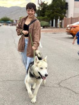 Hayes -  Siberian Husky and Mixed Breed Dog for Adoption in El Paso, Texas - Hayes | PetCurious