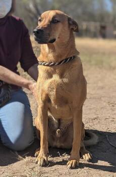 Tony Bennett -  Labrador Retriever and Chow Chow Dog for Adoption in Palmhurst, Texas - Tony Bennett | PetCurious