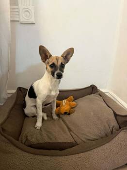 Caprie -  Chihuahua Dog for Adoption in Salt Lake City, Utah - Caprie | PetCurious