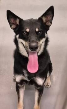 Shepherd Dogs Available for Adoption in Butte, Montana - Koda | PetCurious