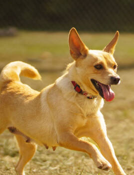 Rescue Australian Shepherd and Shetland Sheepdog Sheltie Dogs for Adoption in Cuyahoga Falls, Ohio - Busy B Mom Bonnie | PetCurious