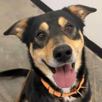 Memphis -  German Shepherd Dog and Mixed Breed Dog for Adoption in Idaho Falls, Idaho - Memphis | PetCurious