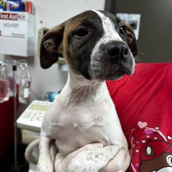 Australian Cattle Dog Blue Heeler and Mixed Breed Dogs Available for Adoption in Cleveland, Mississippi - Denali | PetCurious