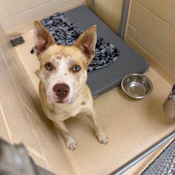 Mixed Breed Dogs Available for Adoption - Rotell Dip | PetCurious