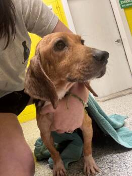 Nellie -  Beagle Dog for Adoption in Cambridge, Maryland - Nellie | PetCurious