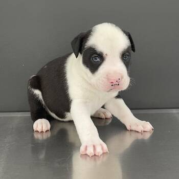 Mixed Breed Dogs Available for Adoption - Little Foot | PetCurious