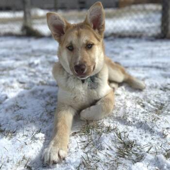 Husky Dogs Available for Adoption in Buffalo, Minnesota - David | PetCurious